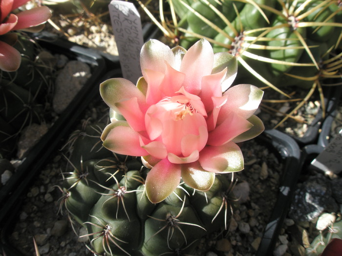 Gymo portocaliu, anul asta deocamdata roz - Gymnocalycium