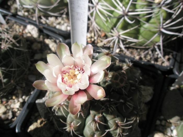 Gymno cu floare roz, anul asta cam alba - Gymnocalycium