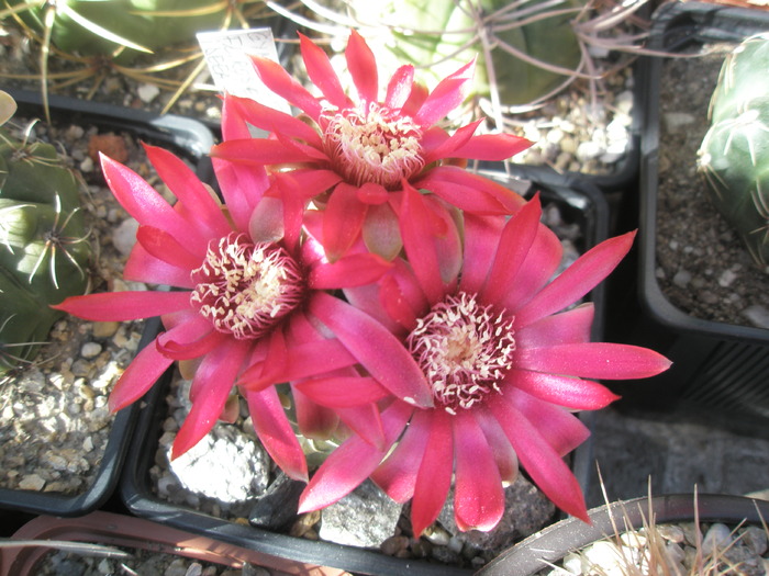 acelasi ciufulit rosu - Gymnocalycium