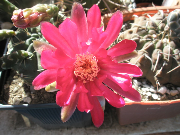 Gymno care ar fi de dat - Gymnocalycium