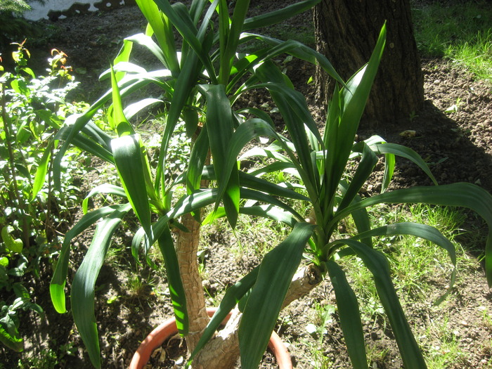 yucca - plante de gradina si terasa 2010