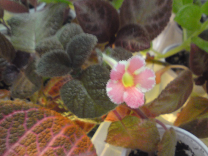 Star of Bethleem (2) - Episcia