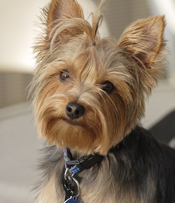 yorkie1[1]