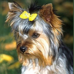 yorkshireterrier_3_tn[1]