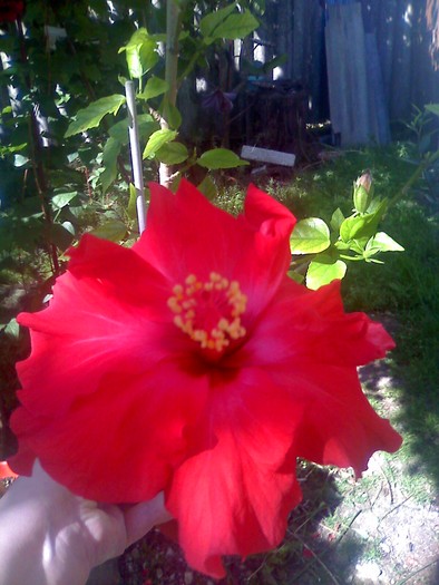 hibiscus rosu