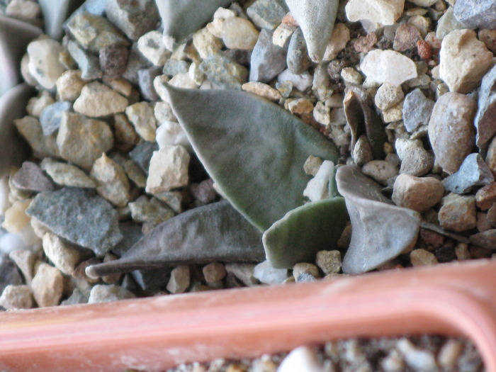 ariocarpus retusus - CACTACEAE - diverse specii si genuri