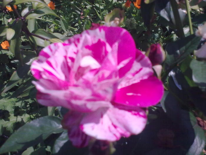 Image0236 - trandafiri