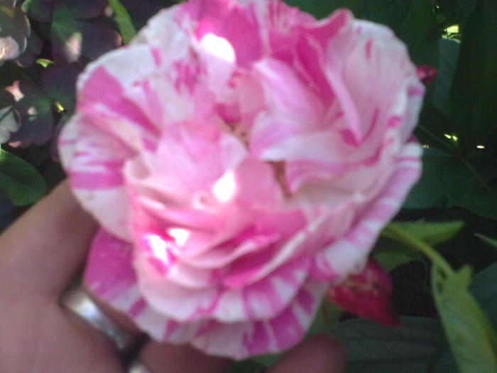 Image0238 - trandafiri