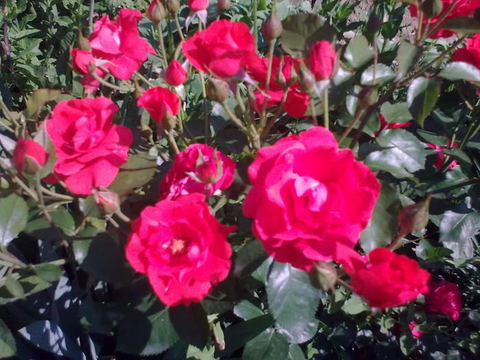 Image0239 - trandafiri