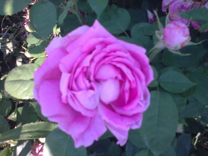 Image0244 - trandafiri