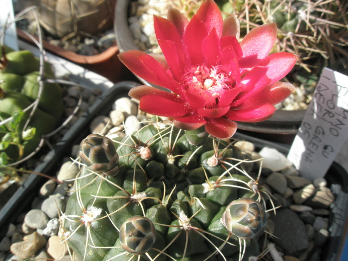 Gymnocalycium cu flori grena - 10.06 - Gymnocalycium