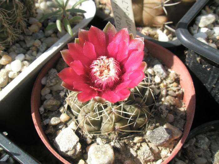 Gymnocalycium erinaceum - 10 .06 - Gymnocalycium