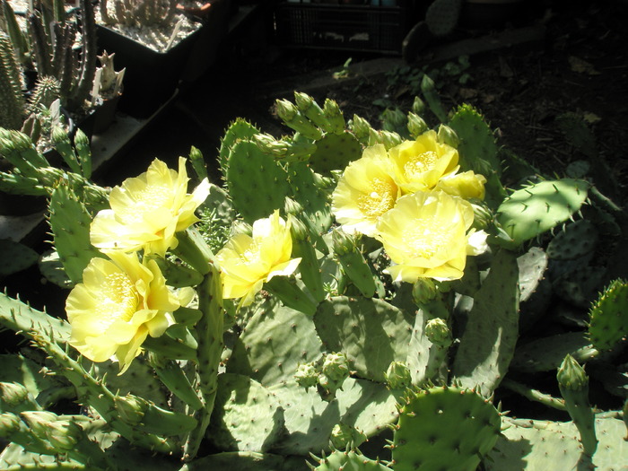 Opuntia de exterior - 10.06 - Plante de EXTERIOR