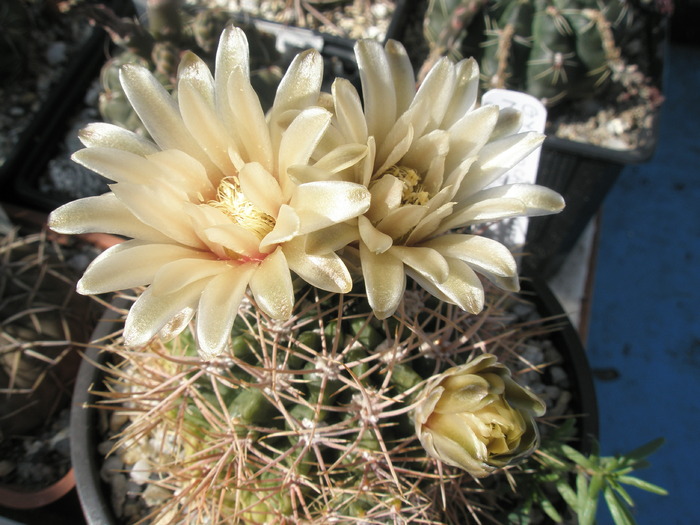 Gymnocalycium neohuberii - 10.06 - Gymnocalycium