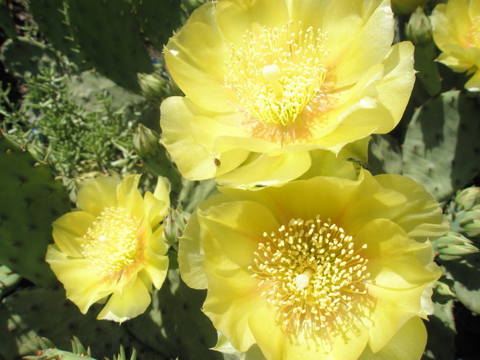 Opuntia - flori 2 - Plante de EXTERIOR