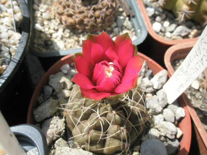 Gymnocalycium baldianum - floare rosie mica - 12.06 - Gymnocalycium