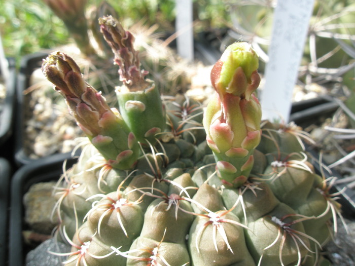 Gymnocalycium flori roz - bace incipiente 12.06 - albine