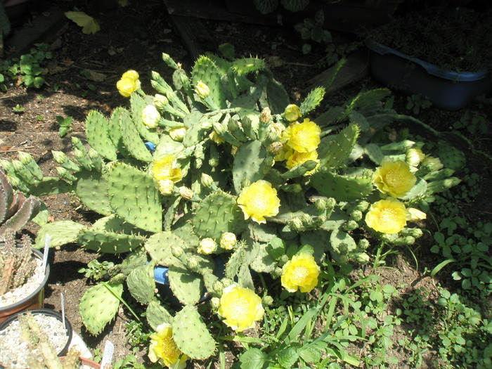 Opuntia inflorita - 12.06 - Plante de EXTERIOR