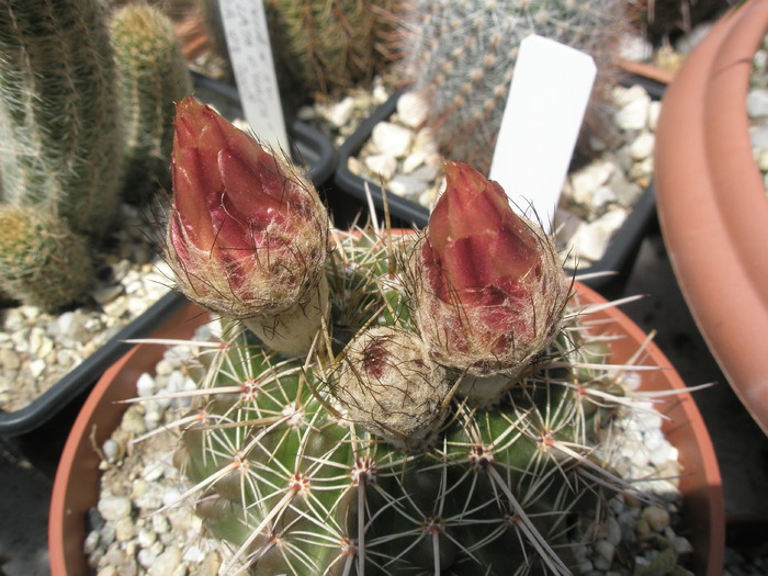 Notocactus de la Tria's - boboci - Notocactus