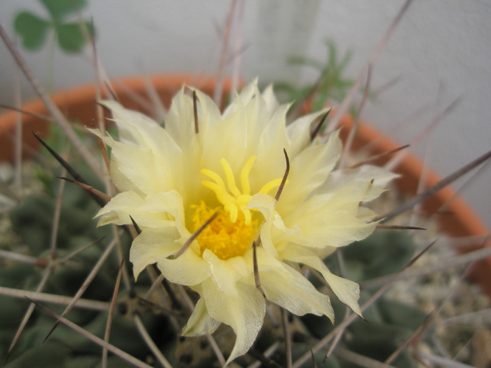 Thelocactus rinconensis - floare - Thelocactus