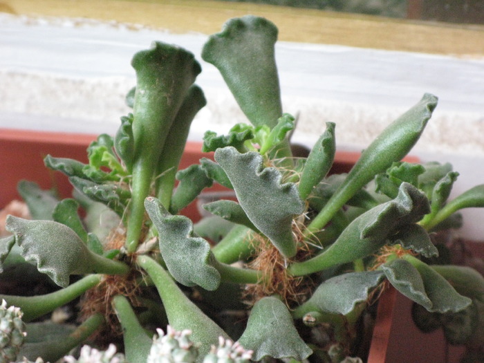 ADROMISCHUS cristatus var. clavifolius