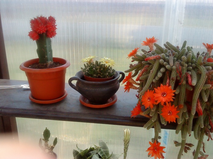 DSC00015 - flori-cactusi-animalele din curte