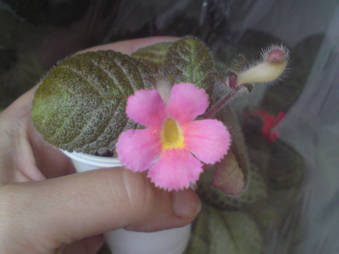 Cupreata Metallica - Episcia