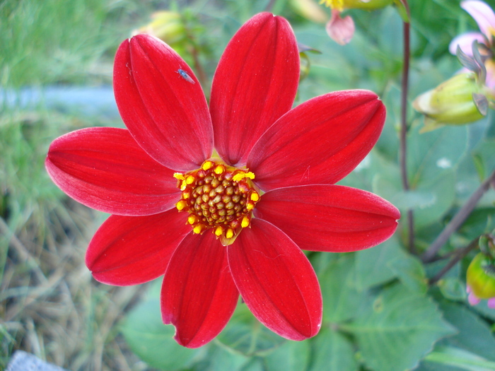 Dahlia Topmix Red (2010, June 05)