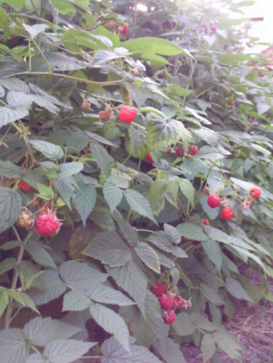 zmeuris , iunie 2010 - Pomi fructiferi fructe si arbusti