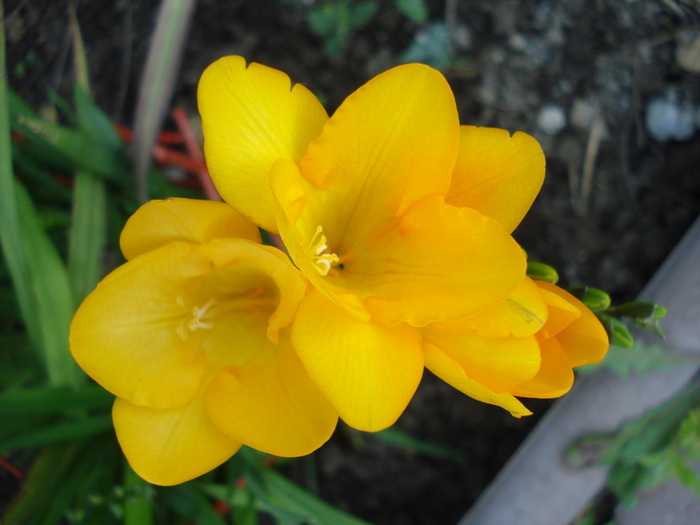 Yellow Freesia (2010, May 26)