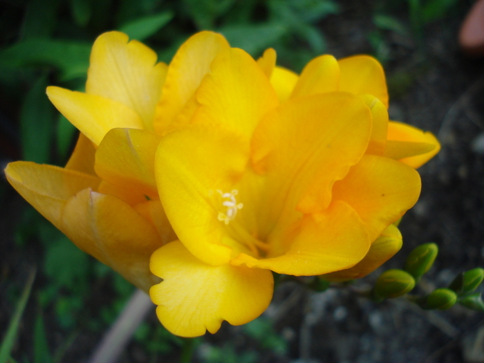 Yellow Freesia (2010, May 28)