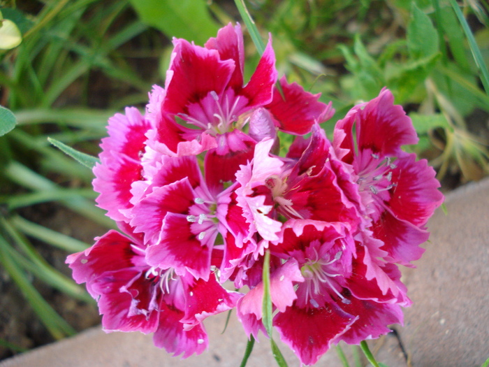 Dianthus chinensis (2010, June 04) - Dianthus Chinensis