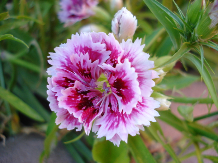 Dianthus chinensis (2010, June 05) - Dianthus Chinensis