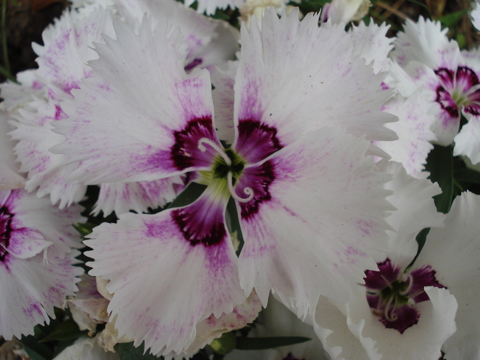 Dianthus chinensis (2010, June 20)