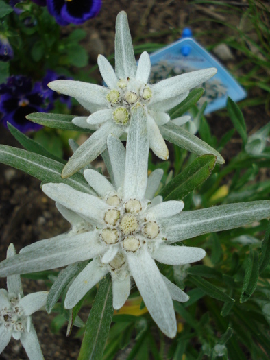 Floare de colt (2010, May 31)