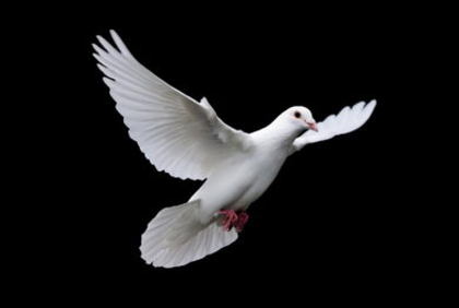 187-porumbelul-pacii