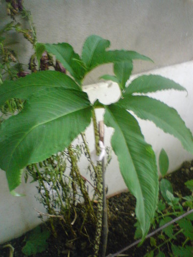 sauromatum venosum - foto flori