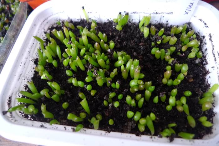 Astrophytum mix. - Semanaturi - plante juvenile