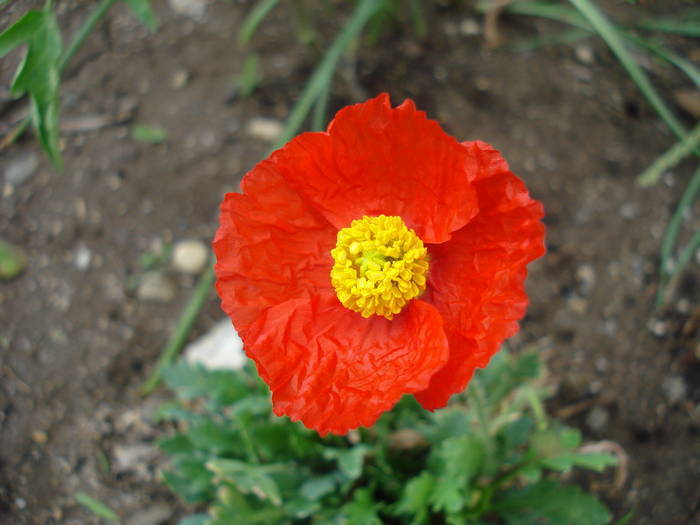 Red Poppy (2009, June 06)