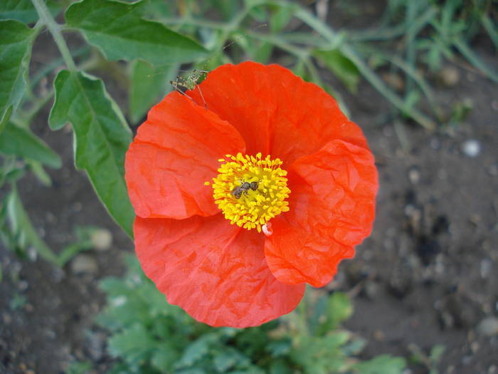 Red Poppy (2009, June 15) - MACI Poppy Papaver