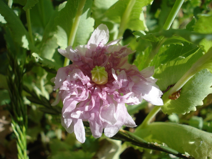 Double Poppy (2010, June 17) - MACI Poppy Papaver