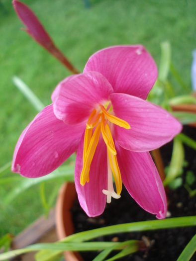 Pink Rain Lily (2010, June 20)