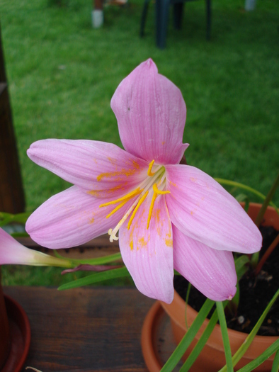 Pink Rain Lily (2010, June 22)