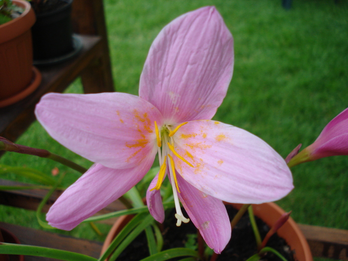 Zephyranthes rosea (2010, June 22) - Pink Rain Lily