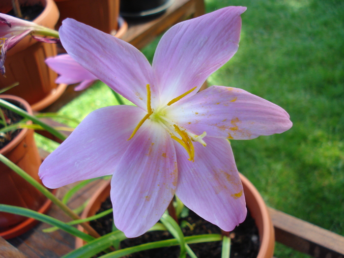 Zephyranthes rosea (2010, June 25) - Pink Rain Lily