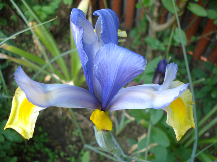 Iris Oriental Beauty (2010, May 28)