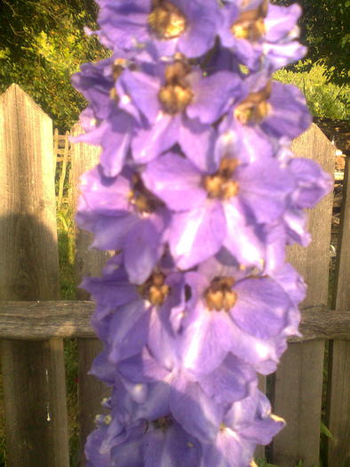 Imagine0573; Delphinium
