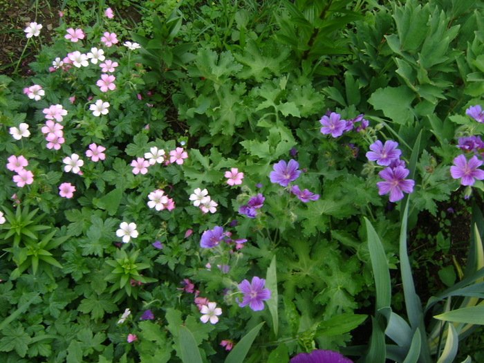 Geranium himalayense 'Irish Blue' si Pink