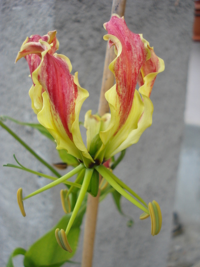 Glory Lily (2010, June 30) - Gloriosa rothschildiana