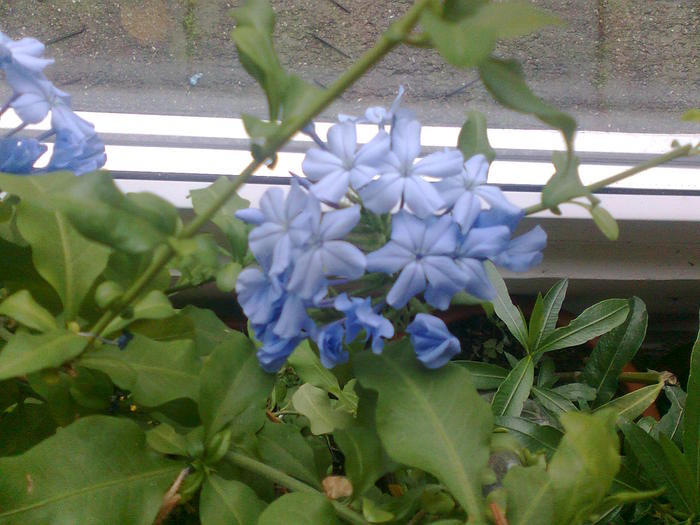 Imagine0623; Plumbago auriculata (multumesc familiei Popescu)
